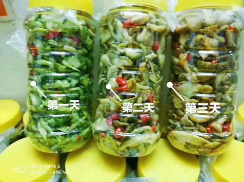 零投資高回報，攜手賀州壽城，共筑地瓜產業新篇章